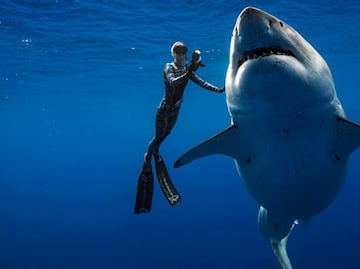 Sorprende en Hawái enorme tiburón blanco; nada junto a buzos