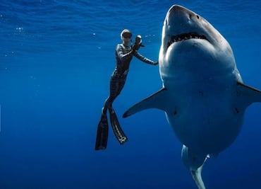 Sorprende en Hawái enorme tiburón blanco; nada junto a buzos