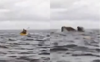 ¡Impactante! Papá capta en video el momento en que una ballena se traga a su hijo