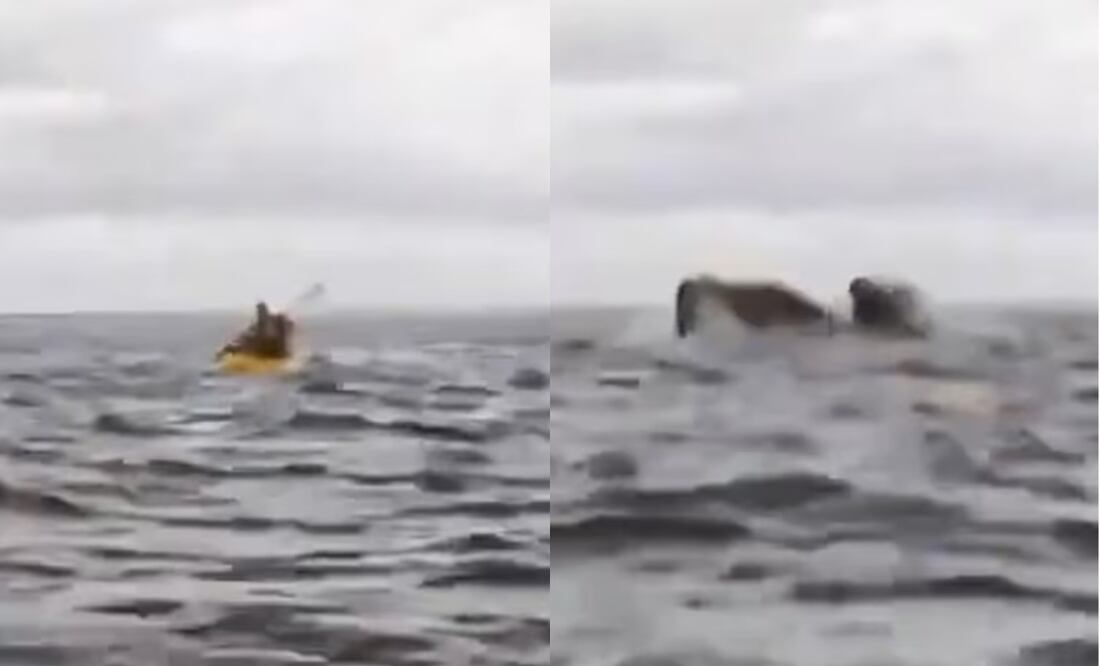 Papá capta el momento en que una ballena se traga a su hijo. VIDEO. Foto: Tomada de X @AlertaNews24