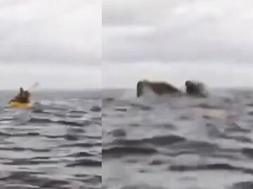 ¡Impactante! Papá capta en video el momento en que una ballena se traga a su hijo