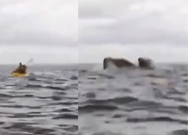 ¡Impactante! Papá capta en video el momento en que una ballena se traga a su hijo