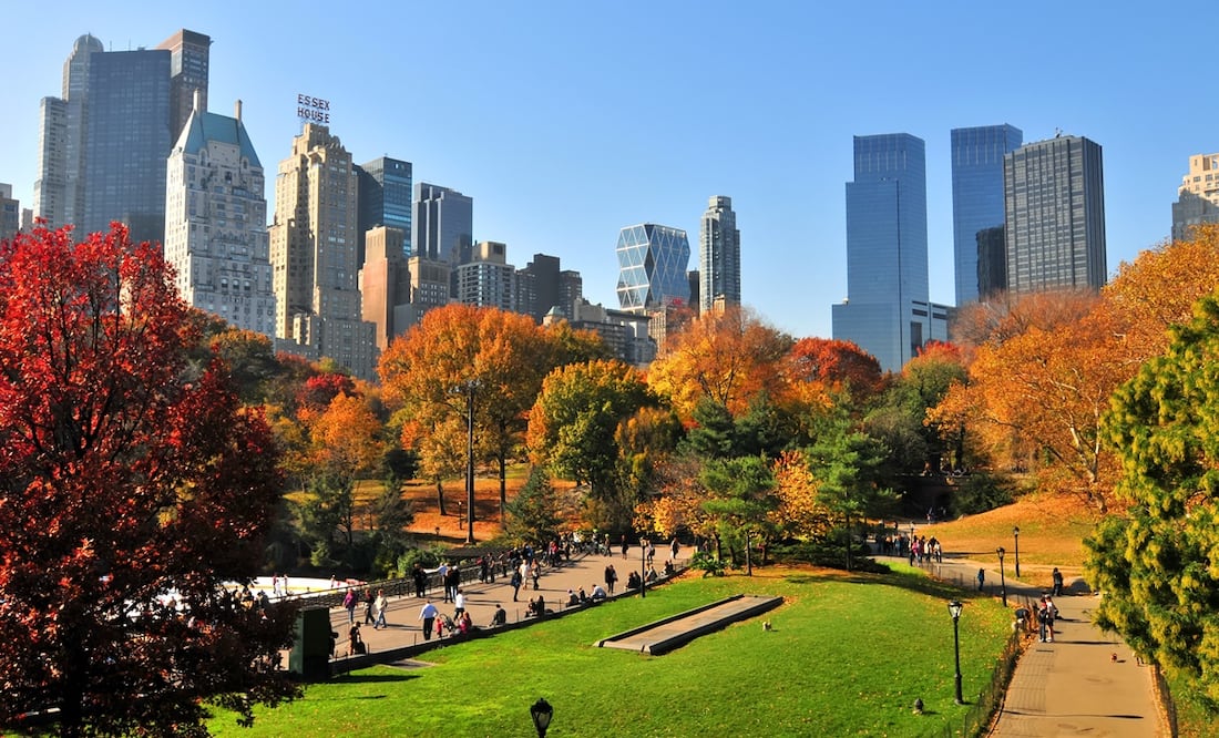 Millonaria compensación: NY pagará 5.5 millones de dólares a mujer herida por caída de árbol en Central Park. Foto Adobe