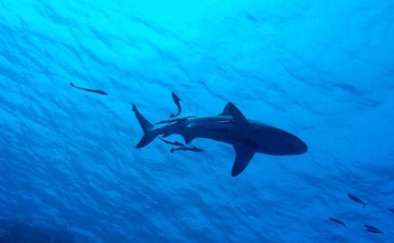 Cierran playas tras ataque de tiburón en Long Island, Nueva York
