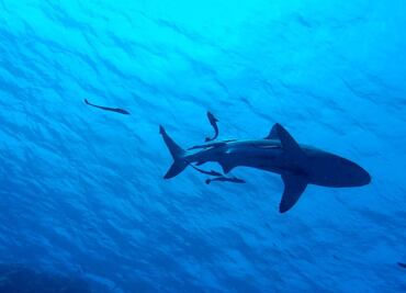 Cierran playas tras ataque de tiburón en Long Island, Nueva York