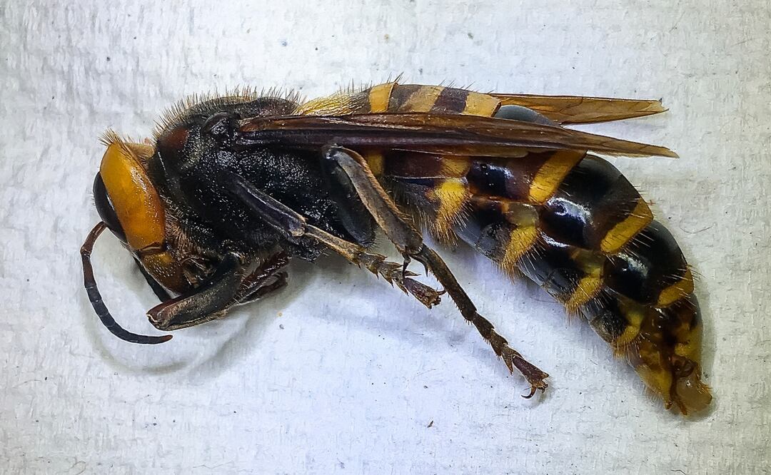 Departamento de Agricultura del Estado de Washington