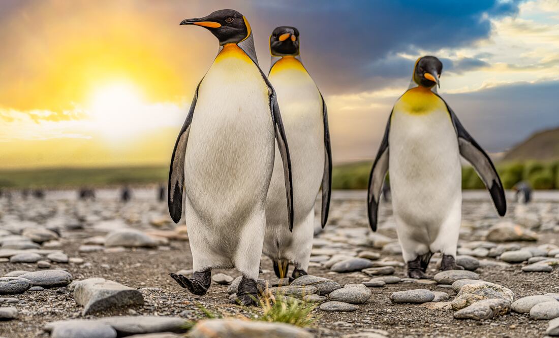 Alarma por brote de gripe aviar en la Antártida: Mueren miles de pingüinos. Foto: iStock / Frank Günther