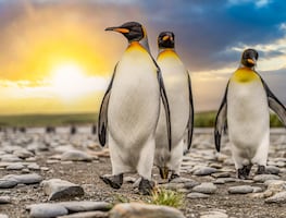 Alarma por brote de gripe aviar en la Antártida: Mueren miles de pingüinos