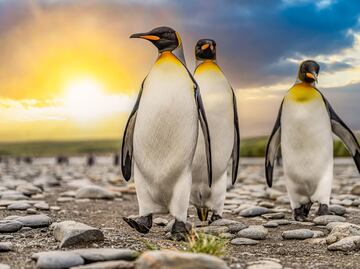 Alarma por brote de gripe aviar en la Antártida: Mueren miles de pingüinos