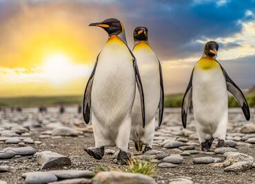 Alarma por brote de gripe aviar en la Antártida: Mueren miles de pingüinos