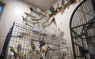 Rescatan en Nueva York a cientos de conejos y pájaros hacinados en una casa
