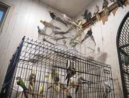 Rescatan en Nueva York a cientos de  conejos y pájaros hacinados en una casa