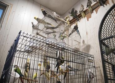 Rescatan en Nueva York a cientos de  conejos y pájaros hacinados en una casa