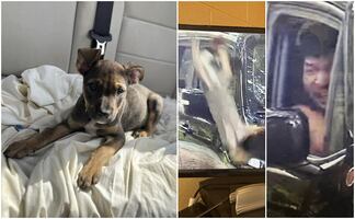 ¡Indignante! Avientan violentamente a perrito desde camioneta frente a refugio de animales