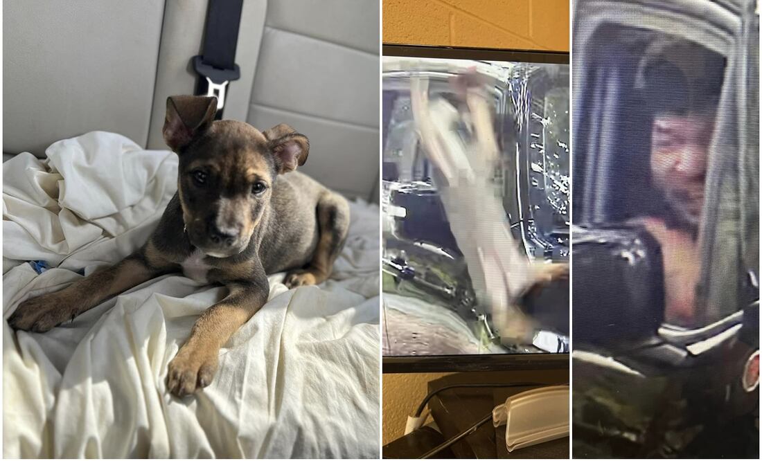 Avientan violentamente a perrito desde camioneta frente a refugio de animales. Foto: Facebook