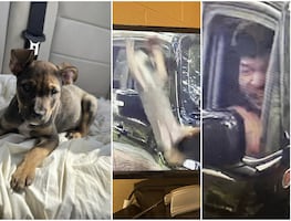 ¡Indignante! Avientan violentamente a perrito desde camioneta frente a refugio de animales