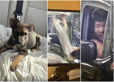 ¡Indignante! Avientan violentamente a perrito desde camioneta frente a refugio de animales