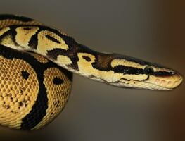 Buscan pitón de tres metros en el mayor centro comercial en Louisiana