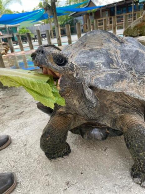 De alimentar cocodrilos a tirolesas "infinitas": la aventura en Gatorland Orlando