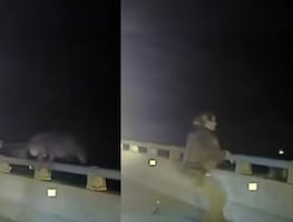 VIDEO: Agente de Florida salva a un perro policía luego de que este saltara desde un puente