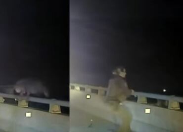 VIDEO: Agente de Florida salva a un perro policía luego de que este saltara desde un puente