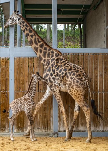 Nace tierna jirafa en Walt Disney World; la tercera en el año 