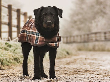 ¿Cómo proteger a las mascotas durante las temporadas invernales?