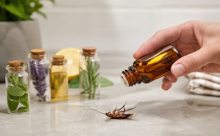 Guía para ahuyentar cucarachas de tu hogar con aceites esenciales y de forma natural