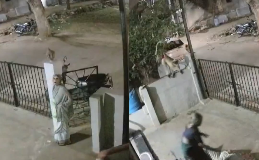 Mujer de 91 años muere tras ataque de mono en India; cámara captó el momento. Foto: Redes/@PTI_News