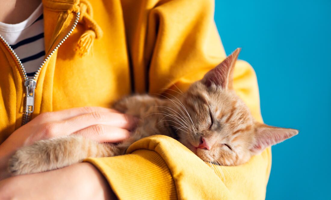 Día Internacional del Gato 2025. Cinco razones por las que deberías tener uno en casa. Foto: iSTOCK-EyeEm Mobile GmbH