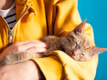 Día Internacional del Gato 2025. Cinco razones por las que todo mundo debería tener uno en casa