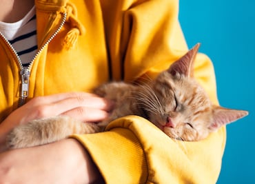 Día Internacional del Gato 2025. Cinco razones por las que todo mundo debería tener uno en casa