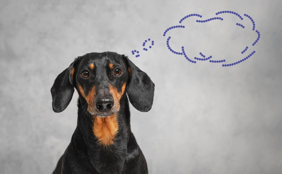 ¿Cómo funciona la memoria de los perros? ¿Qué tantos recuerdos pueden tener?
Foto: iStock-Ирина Мещерякова