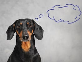 ¿Cómo funciona la memoria de los perros, según la ciencia? ¿Qué tantos recuerdos pueden tener?