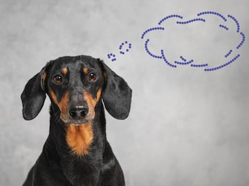 ¿Cómo funciona la memoria de los perros, según la ciencia? ¿Qué tantos recuerdos pueden tener?