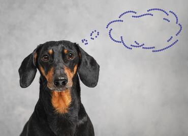 ¿Cómo funciona la memoria de los perros, según la ciencia? ¿Qué tantos recuerdos pueden tener?