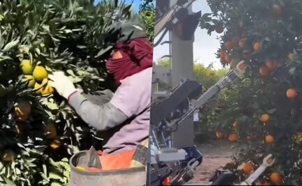 Comparan trabajo de migrantes en campos de Estados Unidos con robots: "los latinos lo hacemos mejor"