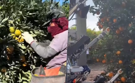 Comparan trabajo de migrantes en campos de Estados Unidos con robots: "los latinos lo hacemos mejor"