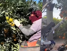 Comparan trabajo de migrantes en campos de Estados Unidos con robots: "los latinos lo hacemos mejor"