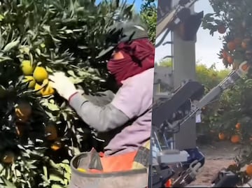Comparan trabajo de migrantes en campos de Estados Unidos con robots: "los latinos lo hacemos mejor"