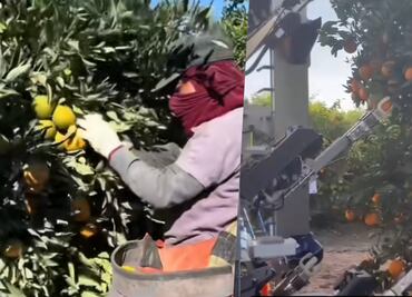 Comparan trabajo de migrantes en campos de Estados Unidos con robots: "los latinos lo hacemos mejor"