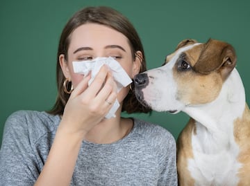 ¿Cómo minimizar los síntomas de alergias ocasionadas por las mascotas?