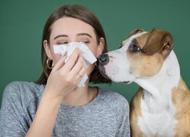 ¿Cómo minimizar los síntomas de alergias ocasionadas por las mascotas?