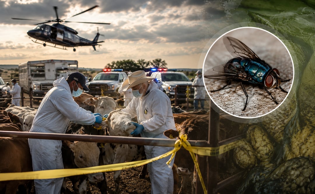 Texas activa emergencia tras detectar una plaga erradicada hace más de 60 años. ¿En qué condados? Foto IA