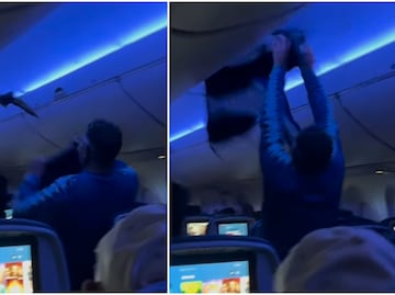 ¡Caos en el aire! Palomas invaden vuelo de Delta y obligan a abortar despegue