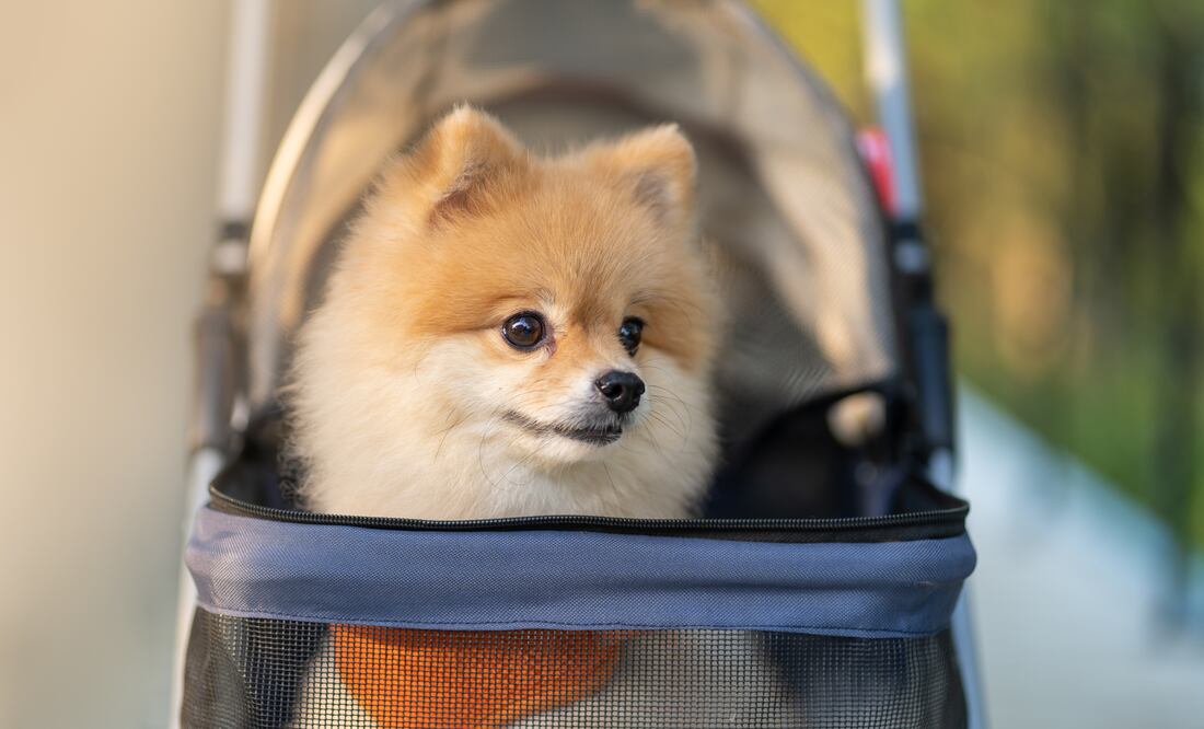 La niñera de perros tendrá que acompañar a la familia en viajes nacionales e internacionales. Foto: iStock