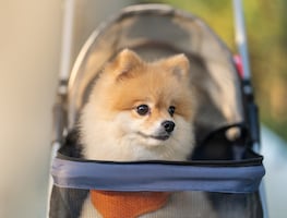 Familia millonaria ofrece trabajo de cuidadora de perros con salario de 127 mil dólares y la oferta se vuelve viral