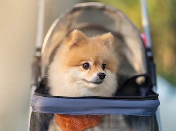 Familia millonaria ofrece trabajo de cuidadora de perros con salario de 127 mil dólares y la oferta se vuelve viral