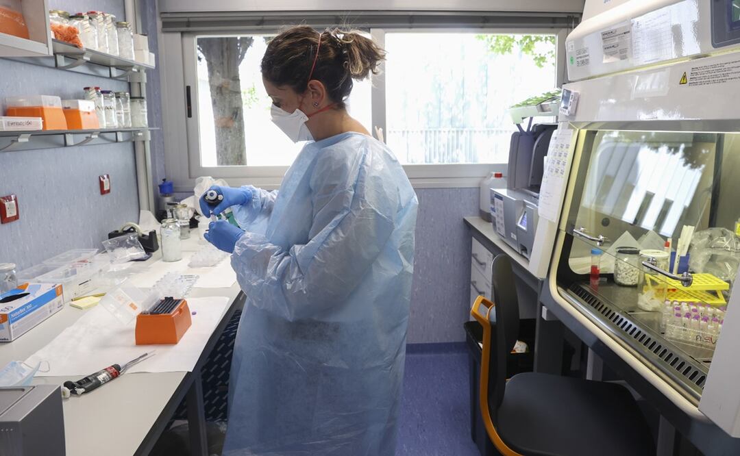 Asombroso fenómeno: Moscas modificadas genéticamente se reproducen sin macho. EFE