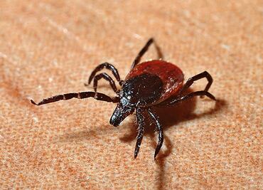 Alertan por el virus Yezo, transmisible de garrapatas a humanos
